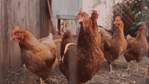 Chicken Linked With Environmental Disaster