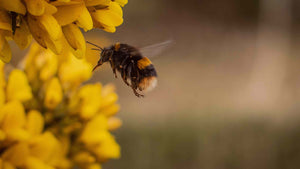 The Bees are Dying; Urgent Climate Action & Corruption