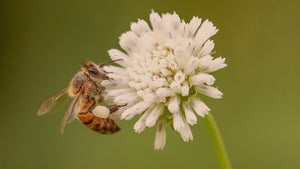 The Natural Intelligence of Bees